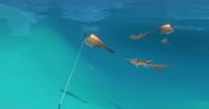 Catching Pufferfish (Image via Genshin Impact)